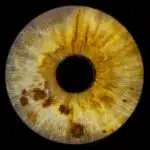 A close-up photograph of a light brown iris with dark brown spots. The iris is in sharp focus, and the intricate patterns and textures are clearly visible.